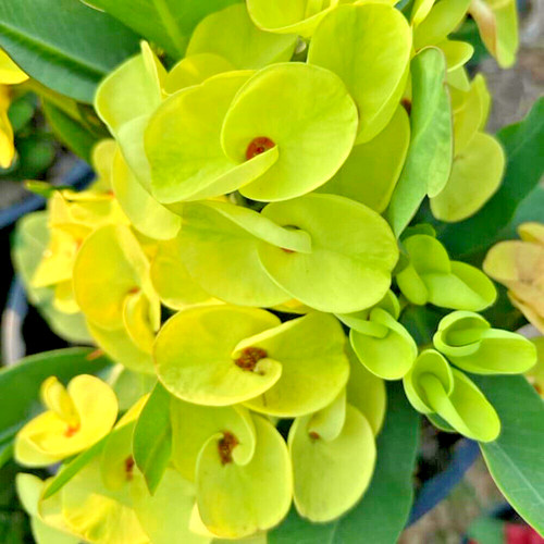 Corona spine yokrungthiwa - corona,