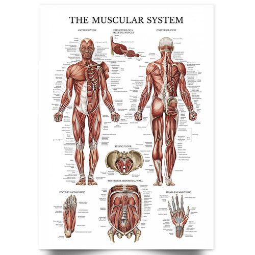 Poster anatomia umana - poster, sistema
