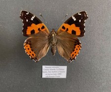 Nymphalidae VANESSA VULCANIA