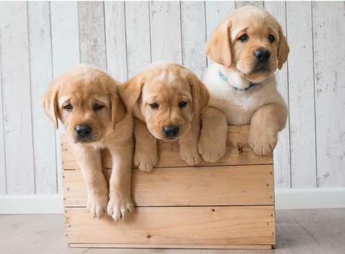 Poster cuccioli golden - poster,