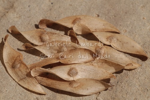 Ailanto ailanthus altissima - ailanthus,