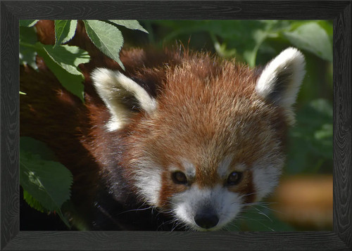 Ritratto panda rosso in - ritratto,