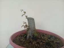 Bonsai carpino - bonsai,