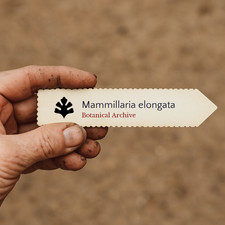 Mammillaria elongata seeds - elongata,