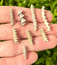 Alabama Fossil Archimede vite