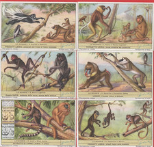 FIGURINE LIEBIG SERIE COMPLETA LE SCIMMIE 1°SERIE N°1603 ANNO 1954 ED:ITALIANA