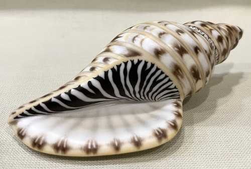 Herend figurine tulip shell - -,