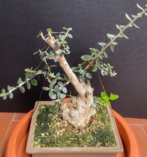 bonsai olivastro