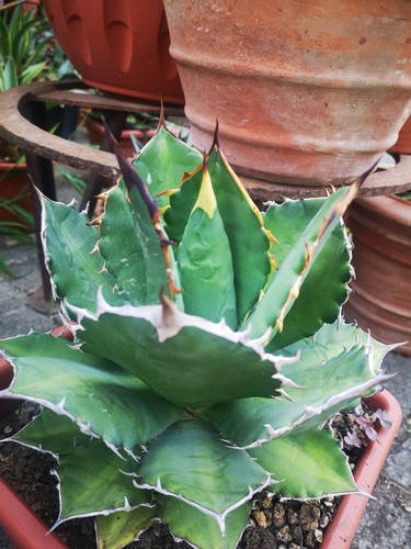Agave titanota - agave,