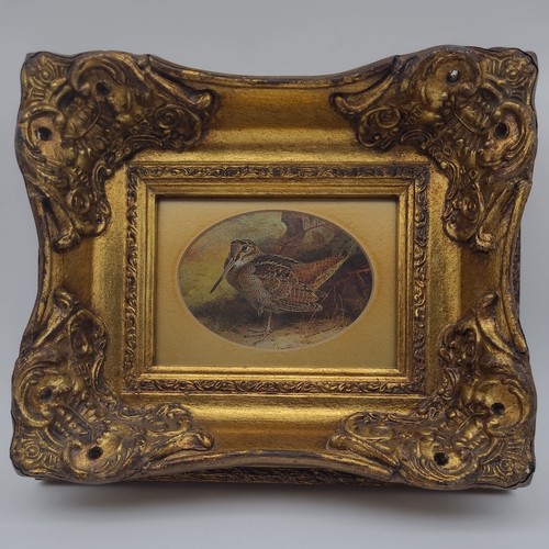 Archibald thorburn beccaccia - archibald,