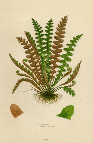 Stampa botanica antica - antica, 1899