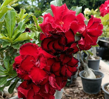 Rosa del deserto - adenium