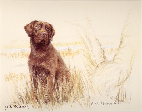 Labrador retriever chocolate - labrador,