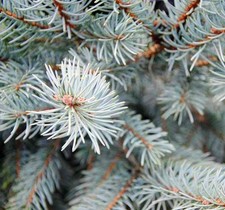 Picea pungens glauca | Abete blu | Abete del Colorado - Abete blu | Colorado sp