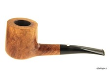 Pipa rodata: Cavicchi © -