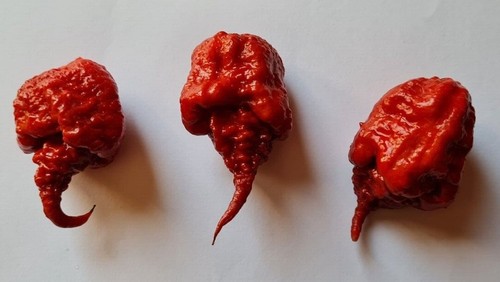 Carolina reaper caramel - carolina,