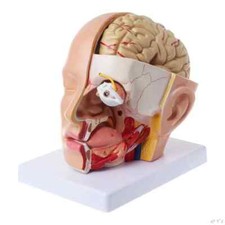 Anatomia umana testa cranio