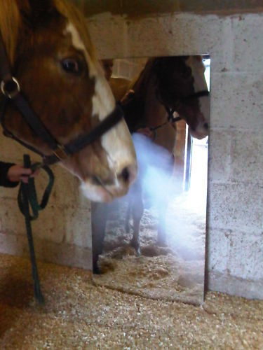 Specchio scuderia cavallo - scuderia,