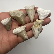 LOTTO DENTI DI SQUALO