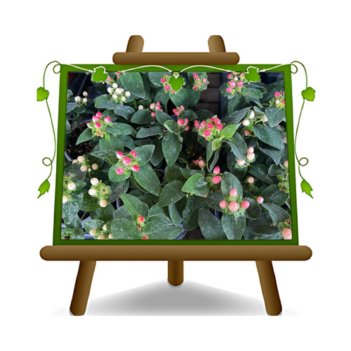 Hypericum androsaemum pianta - androsaemum,
