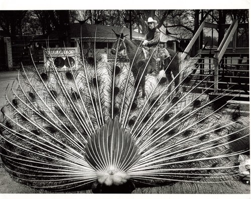 Peacock fan feathers 1997 - peacock,