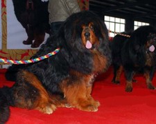 Guinzaglio in corda di buon