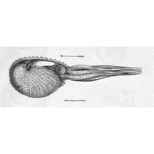 ARGONAUTA Nuoto - Stampa