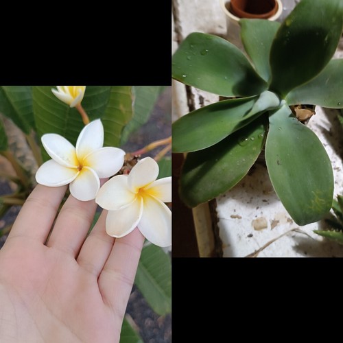 Plumerias recién cortadas - 2,