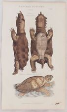 TARTARUGA ALLIGATORE ALLIGATOR SNAPPING TURTLE TARTARUGA 1860 RETTILI REPTILES