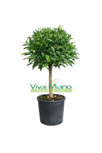Pianta mandarino vaso - mandarino,