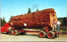 OR/WA, tronco di abete gigante