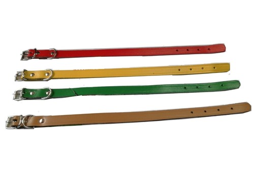 Collare cuoio per - in, cane