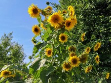 Semi di Girasole Giganti della