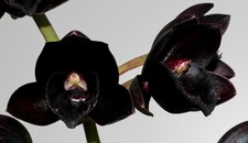 Catasetum ibrido di perle nere