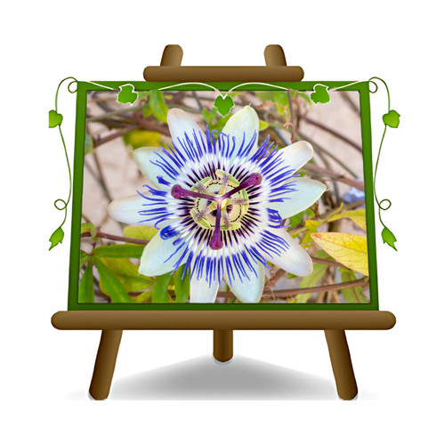 Passiflora caerulea piante - caerulea,