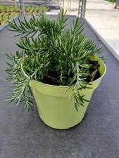 Rosmarino Prostrato-vaso14cm-