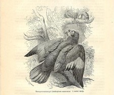 Stampa antica UCCELLO PAPPAGALLO AMAZZONE ALIARANCIO 1891 Old Antique print