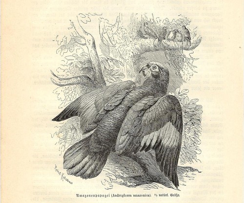 Stampa antica uccello - antica,