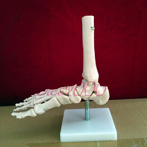 Scheletro anatomico