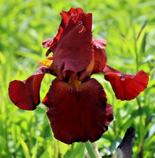 2 PIANTE IRIS GERMANICA