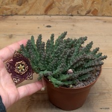 Orbea variegata Vaso 10 cm