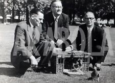 Foto vintage Londra, Hide Park, piccioni viaggiatori, stampa 20x15 cm