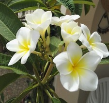 Pianta di frangipani -