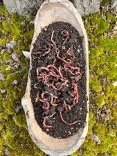 Lombrichi rossi californiani con humus per compostaggio e cura delle piante