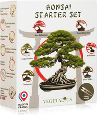 Set Completo Di 6 Bonsai Con