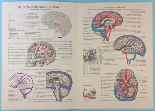 Tavola anatomica sistema - tavola,