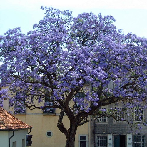 Pianta paulownia - 1,
