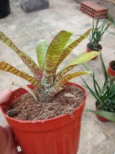 Neoregelia TIGRE 1 Pianta