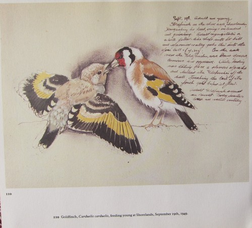 Bella vintage uccello stampa - bella,