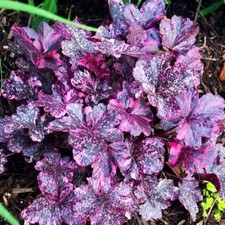 002440A Heuchera 'Midnight Rose' 20 Semi di Campana Viola 